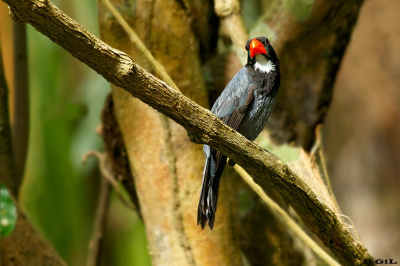 PEPITERO PIZARROSO (Saltator grossus)